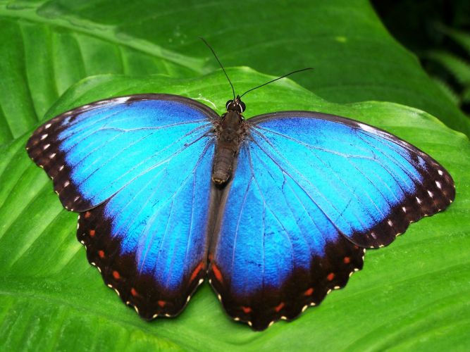 butterfly-blue-insect-blue-morphofalter-66268.jpeg
